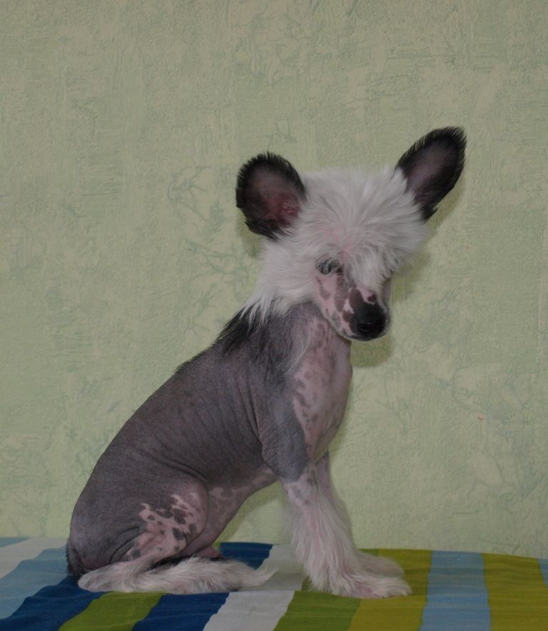 Dejavu Fatal Vintage