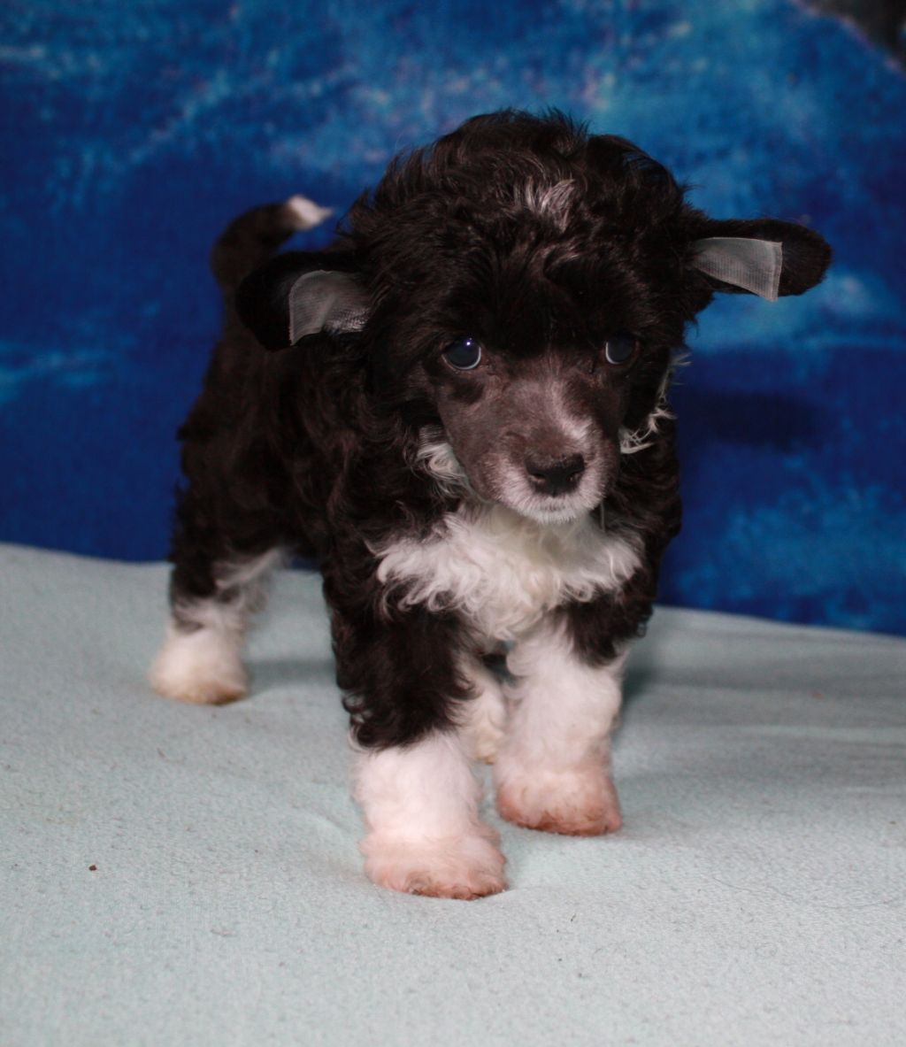 Fantazy Night A Star Marquis 