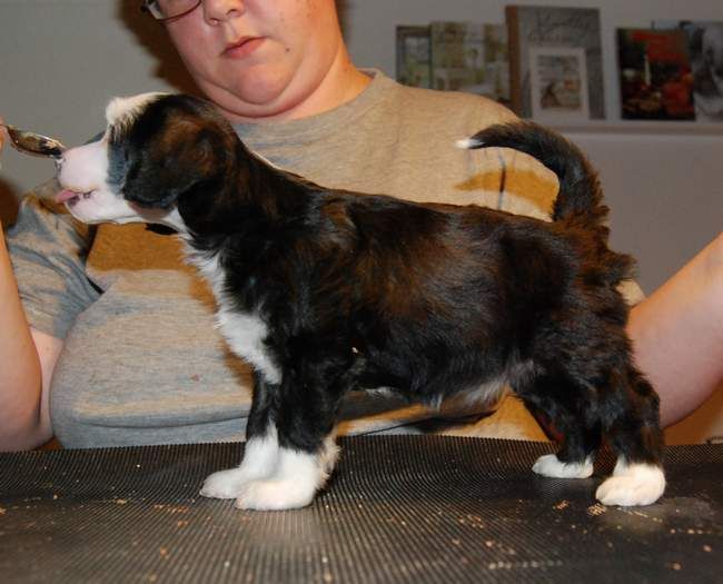 Zipolino's Papaya Milk Splash