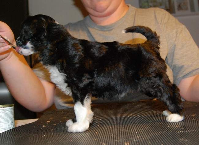 Zipolino's Passoa Sweet Dreams