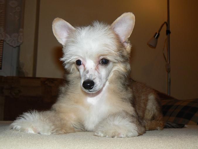 Dancing Queen Little Sweetie