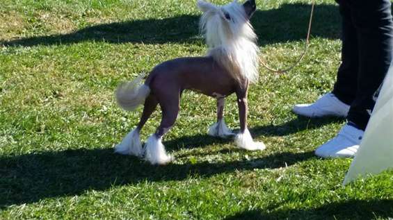 In a Tizzy  Sasima (fci)