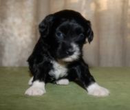 Apriori Vip Savanna SenVay