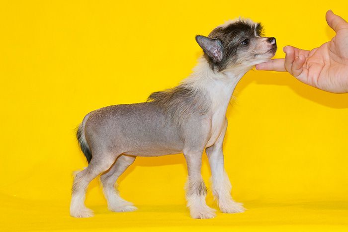 Status Imperial Cezaria