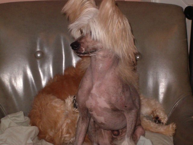 Ryal Absolut Mandarin