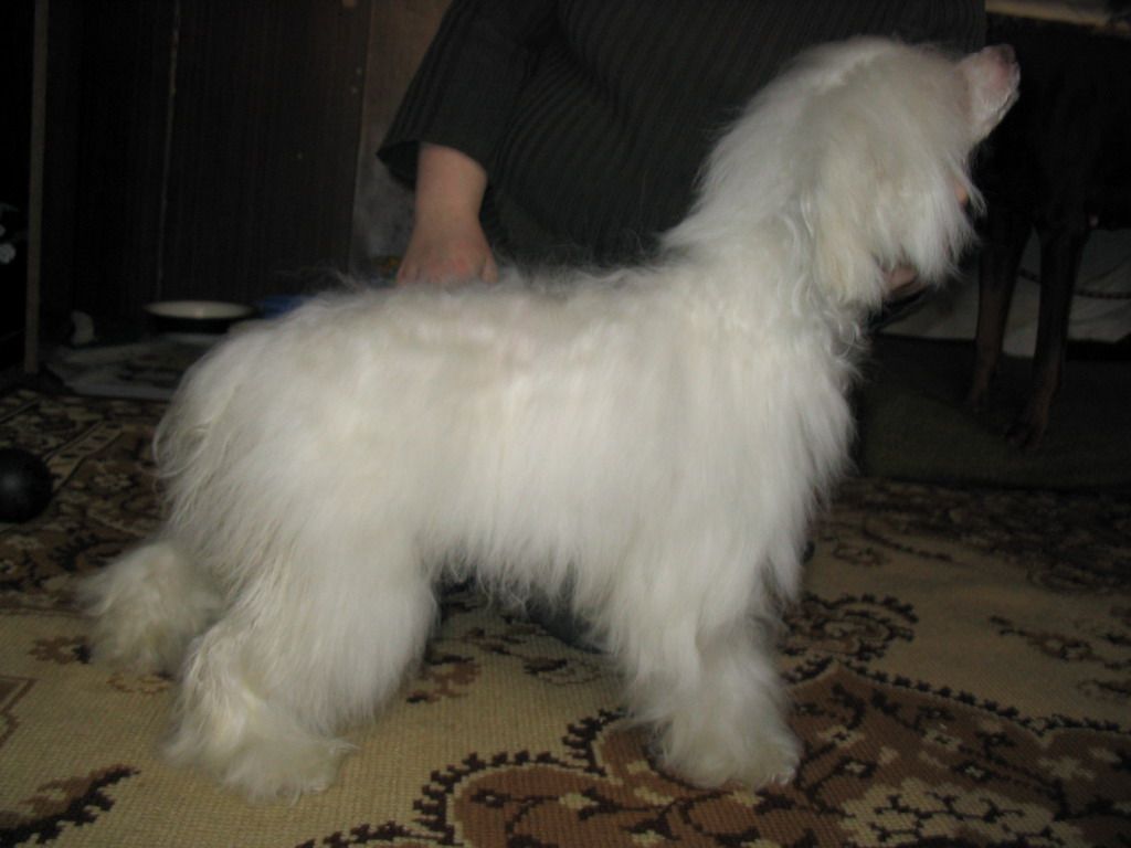 Talisman Cordyline Koketka