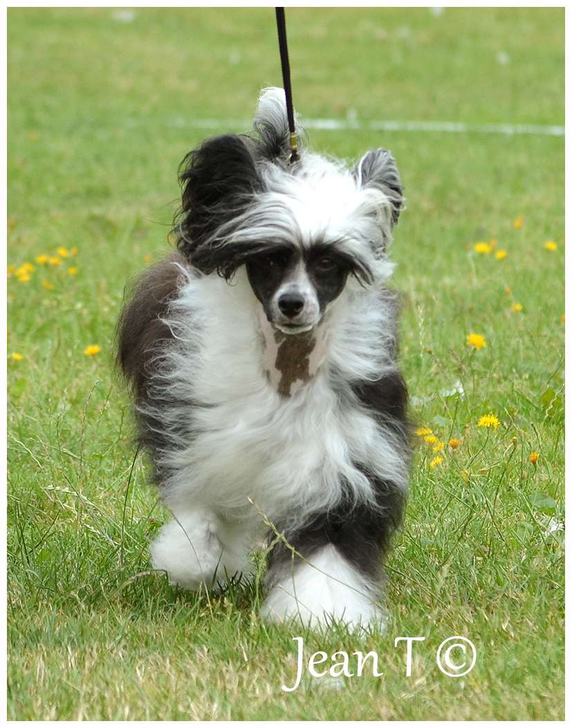 Kroog's You Love My Coat