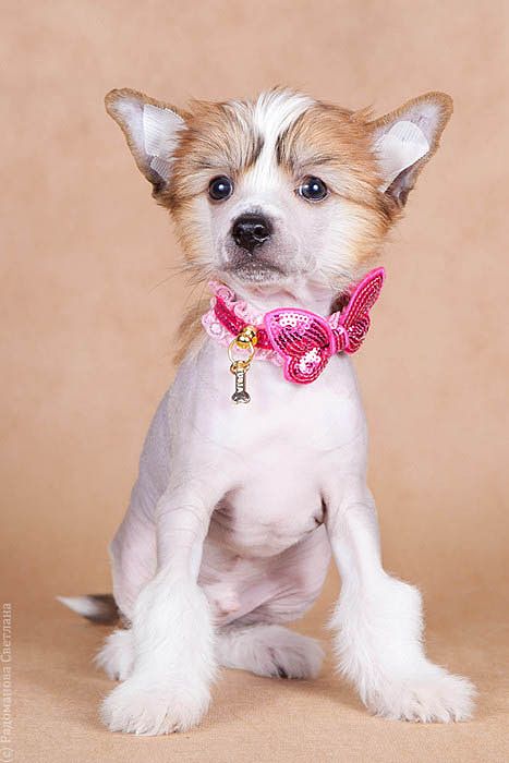 Olegro Katrin Avatar dl'a Legendy Vostoka