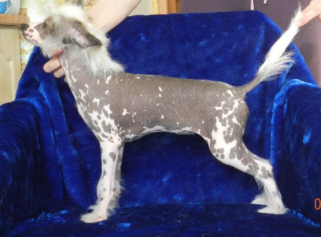 Galatea iz Sozvezdiya Khana