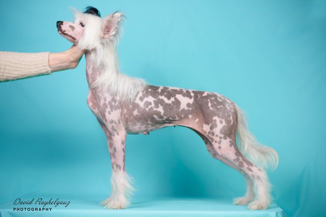 Gabriela iz Sozvezdiya Khana