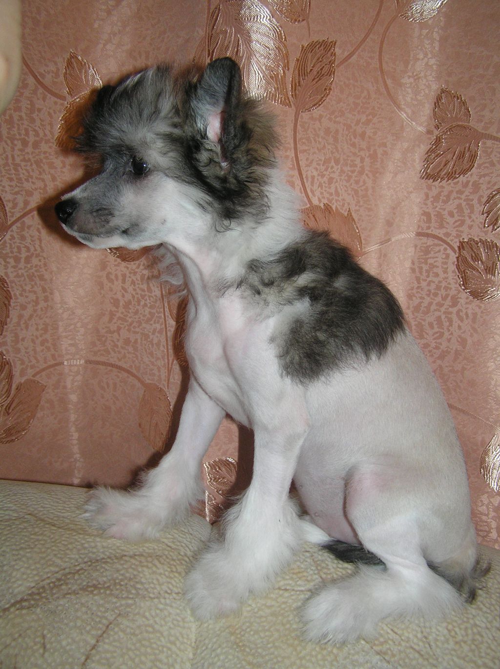 Leon Fleur De Lis  Aleksis