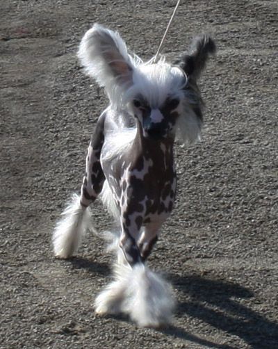 Yamboliz Famous Treat