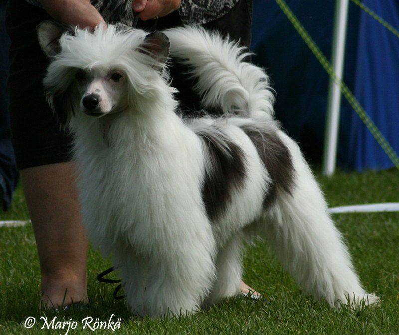 Yamboliz French Connection