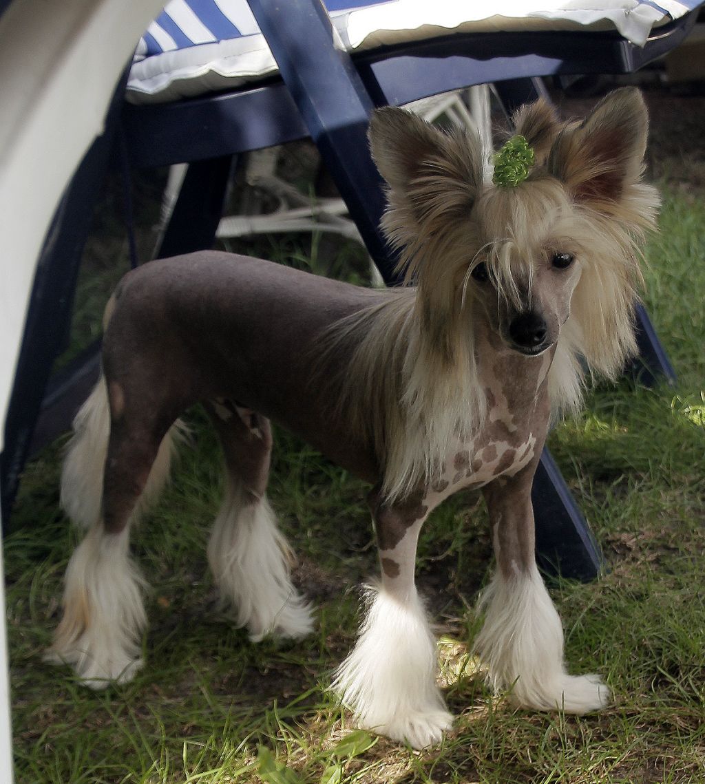 Mambo Star LA Style Di China Latina