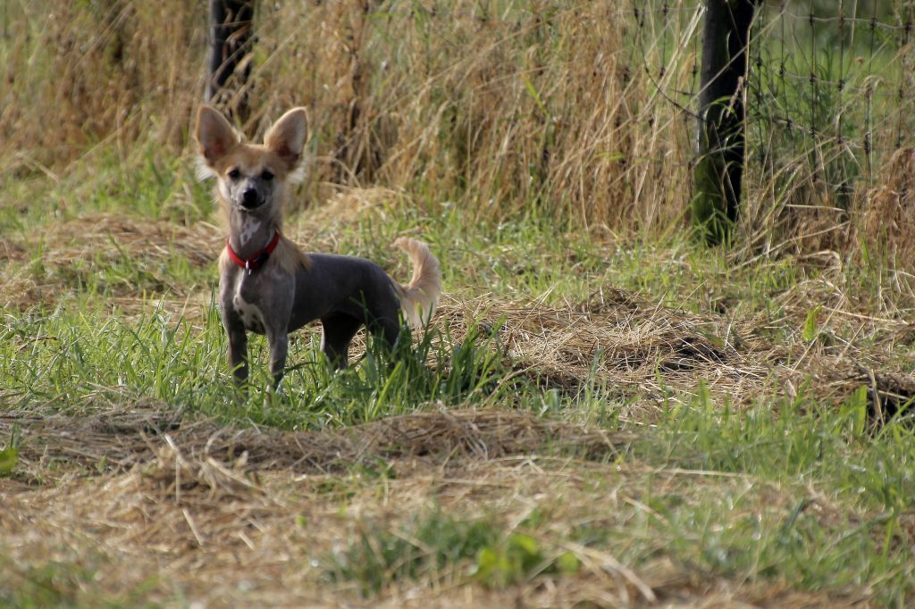 La Pura Salsa Di China Latina