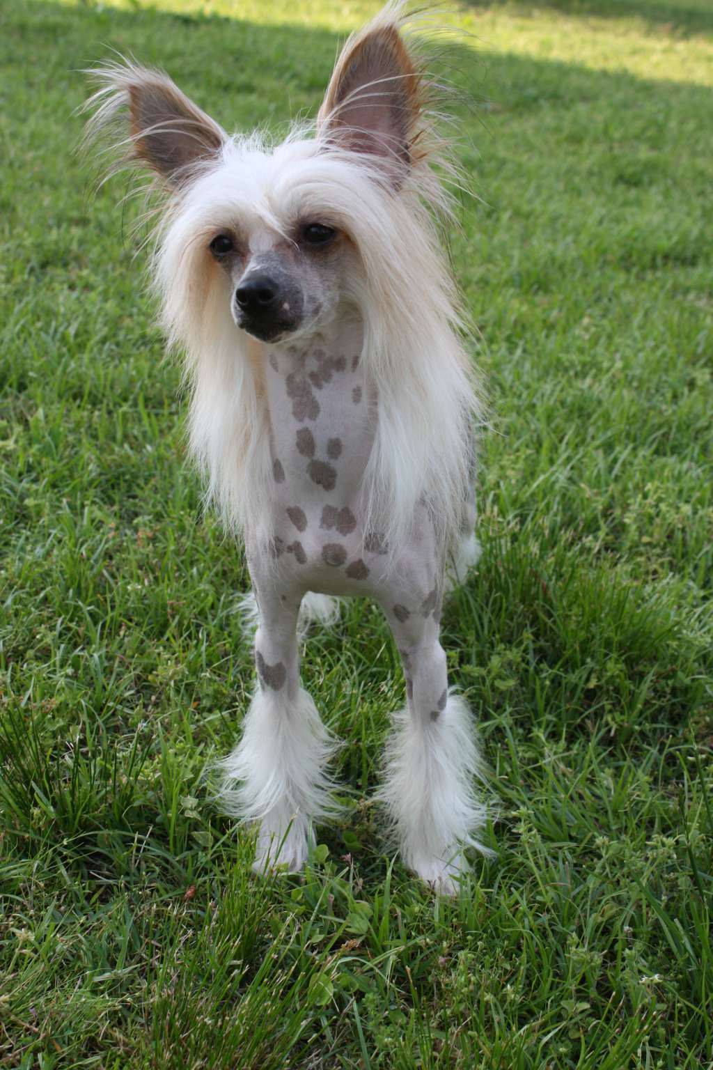 Raihna Do Carnaval Di China Latina