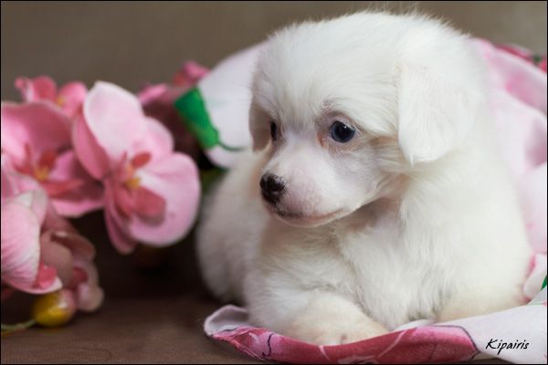 Shelcovij Shlejf  E5