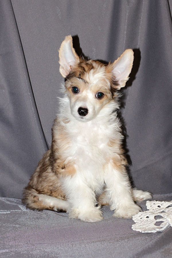 Dominika Dusha Kompanii