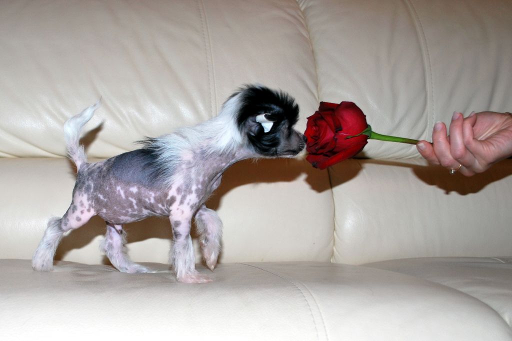 Ins Lucky Star Lotus Esprit