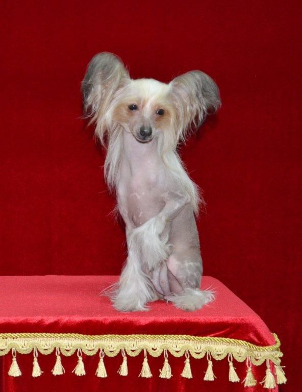 Ins Lucky Star Lamborghini Diablo