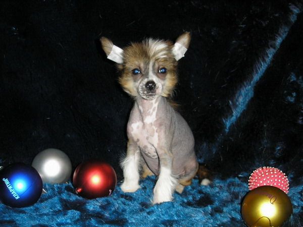 Jukon s Tushinskogo Doma