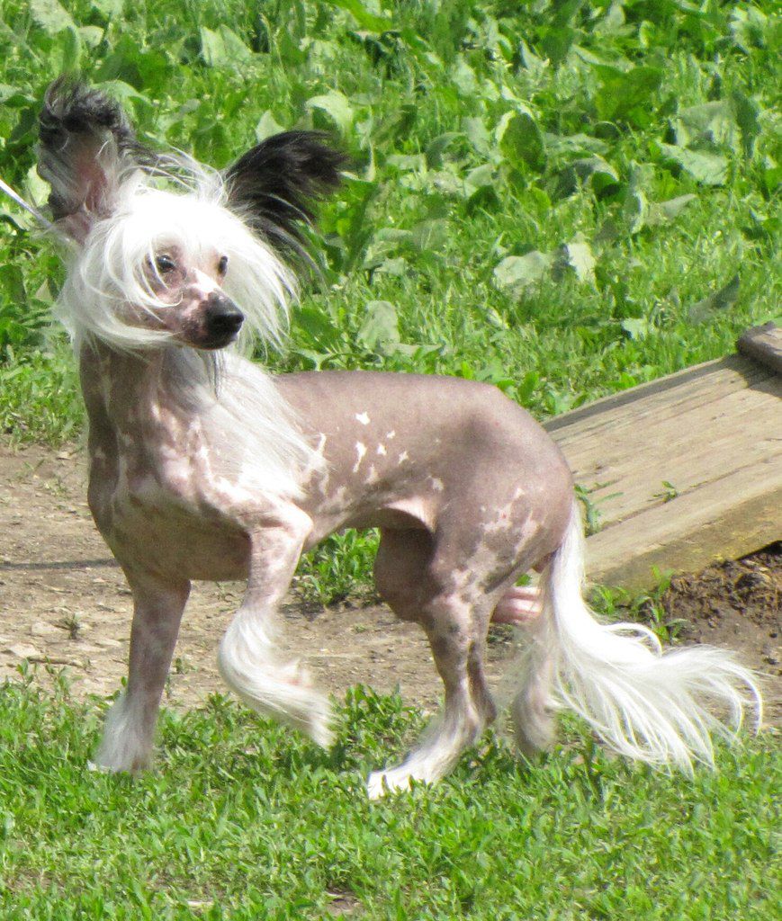 Daniela iz Sozvezdiya Khana