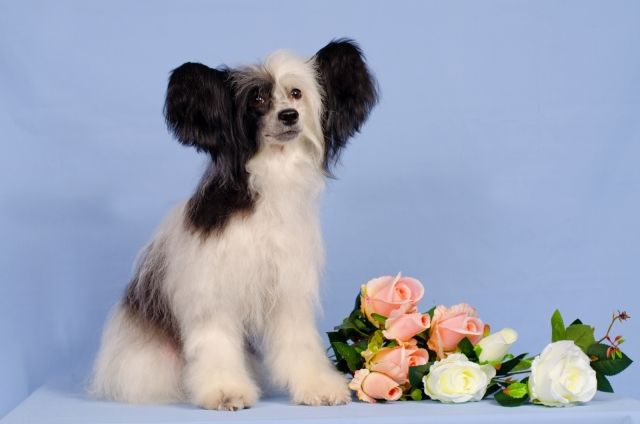 Dominika iz Sozvezdiya Khana