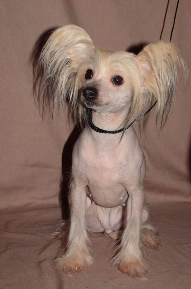 Dyujmovochka Cvetochnaya Feya