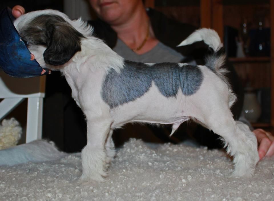 Hjälm's A Star Of Tiger