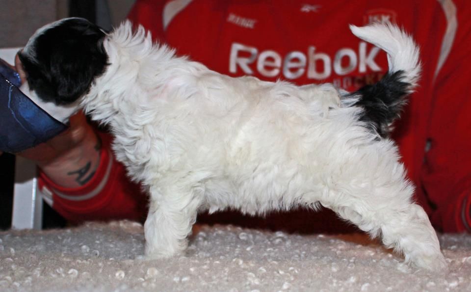 Hjälm's A Angel Of Tiger