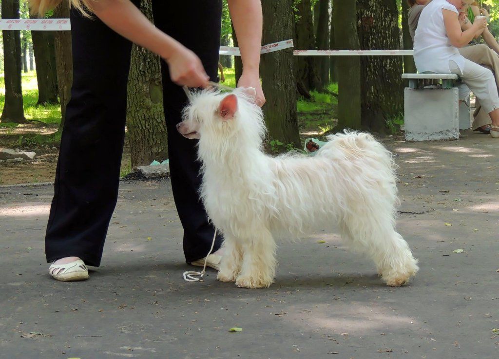 Apriori Vip Too Amazing