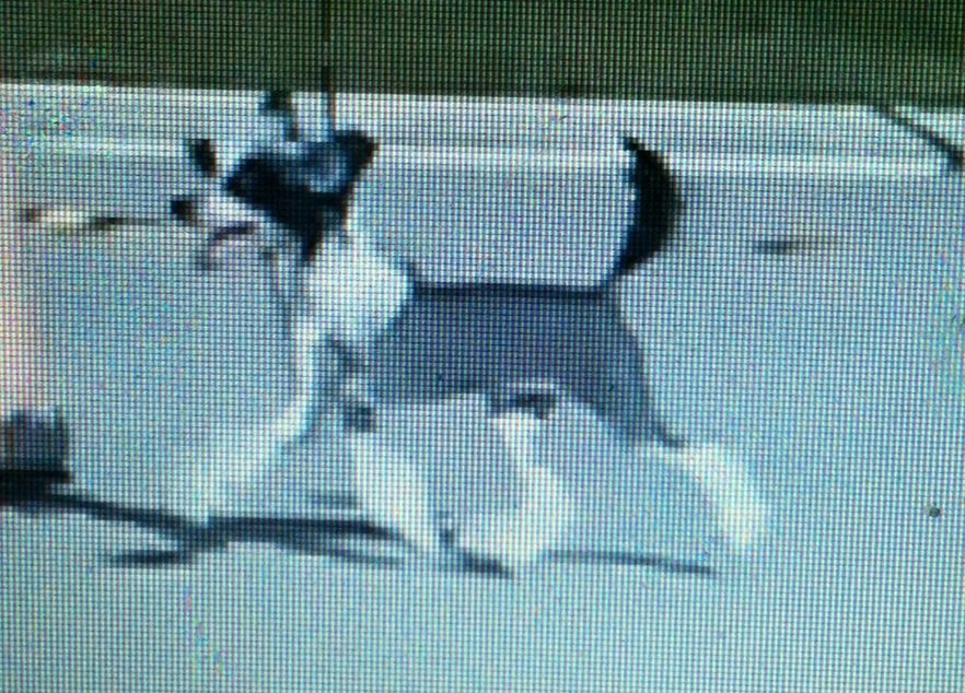 Gracieux America Runs On Dunkin