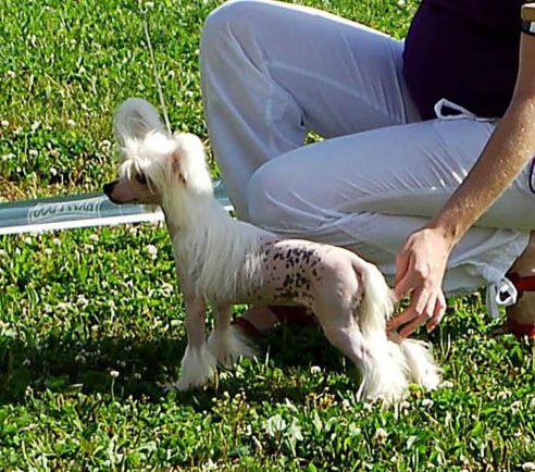 Volshebnaja Loshadka Bredli