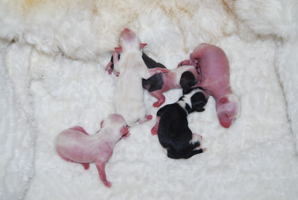 Volshebnaja Loshadka Banessa 