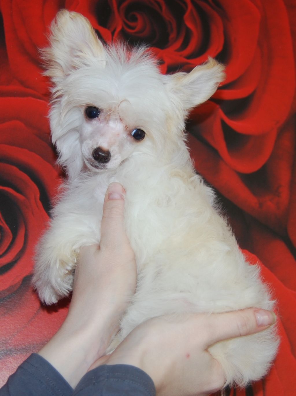 Volshebnaja Loshadka Birgit 