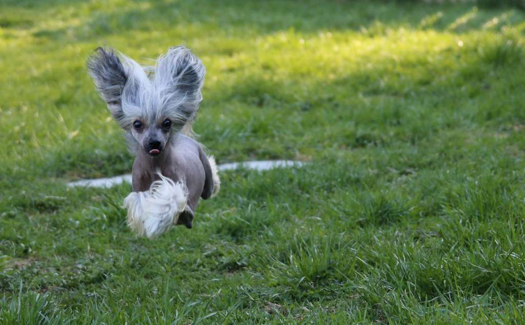 Quiincharme's Icon Starè Mesto