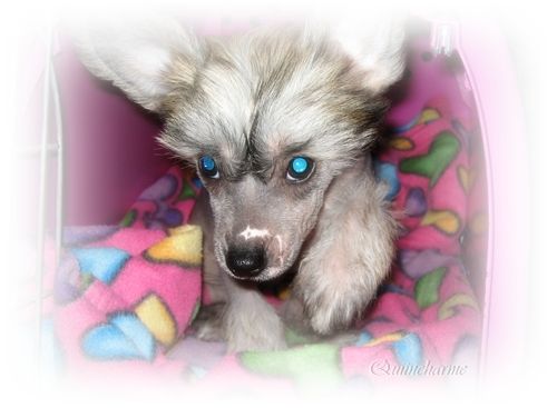 Quiincharme's Idyllic Ostrava Rose