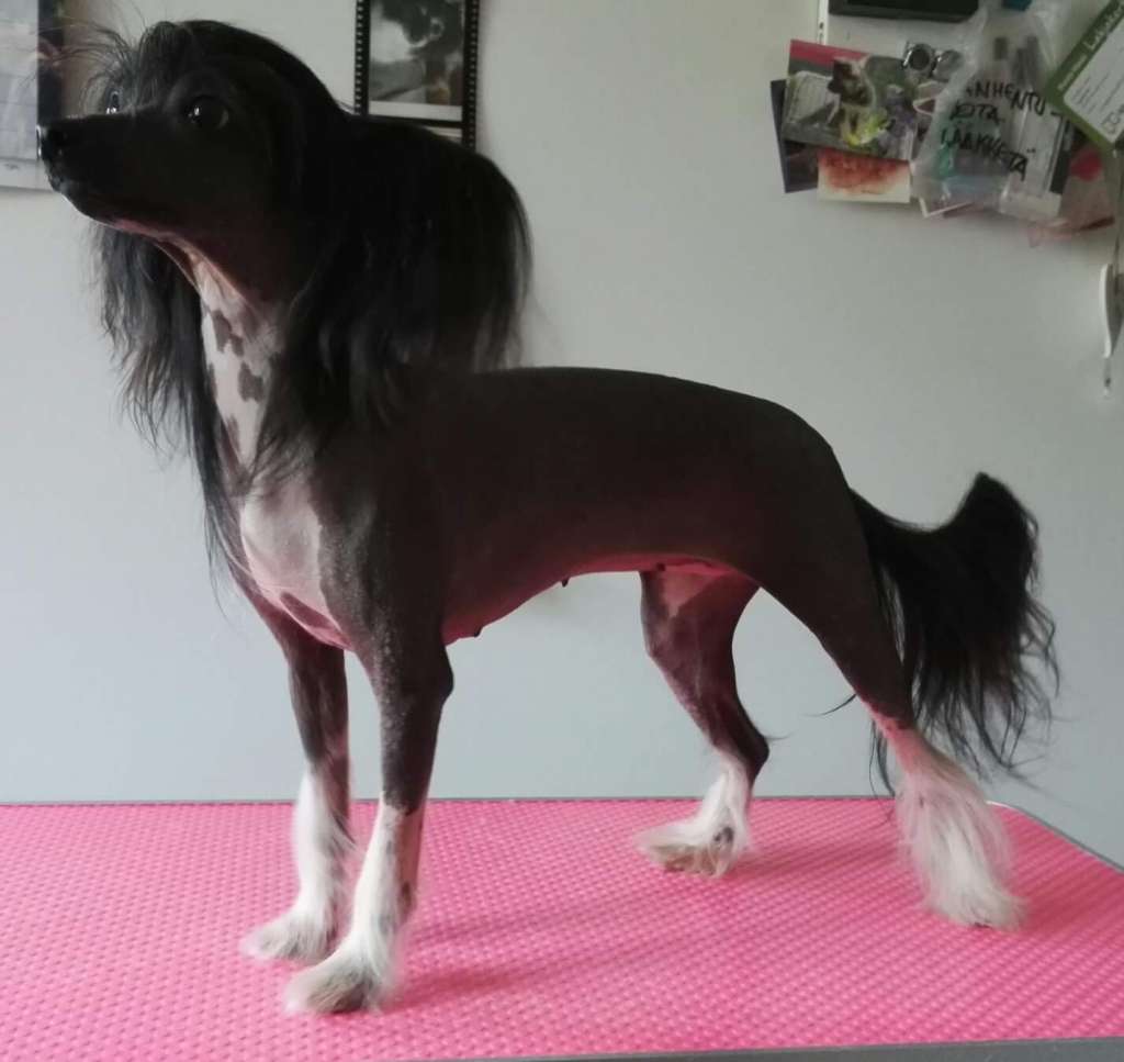 Sunstreaker Fire to the Rain