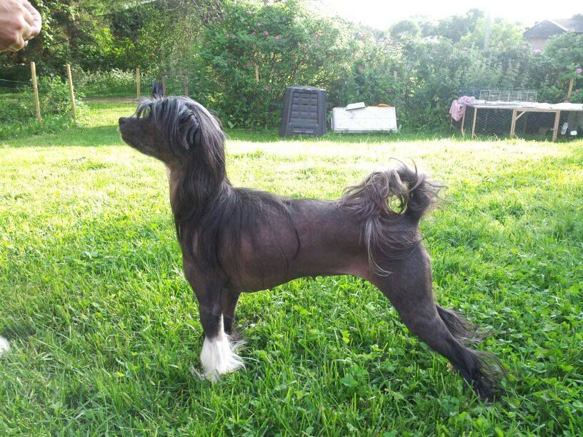 Sunstreaker Firestarter