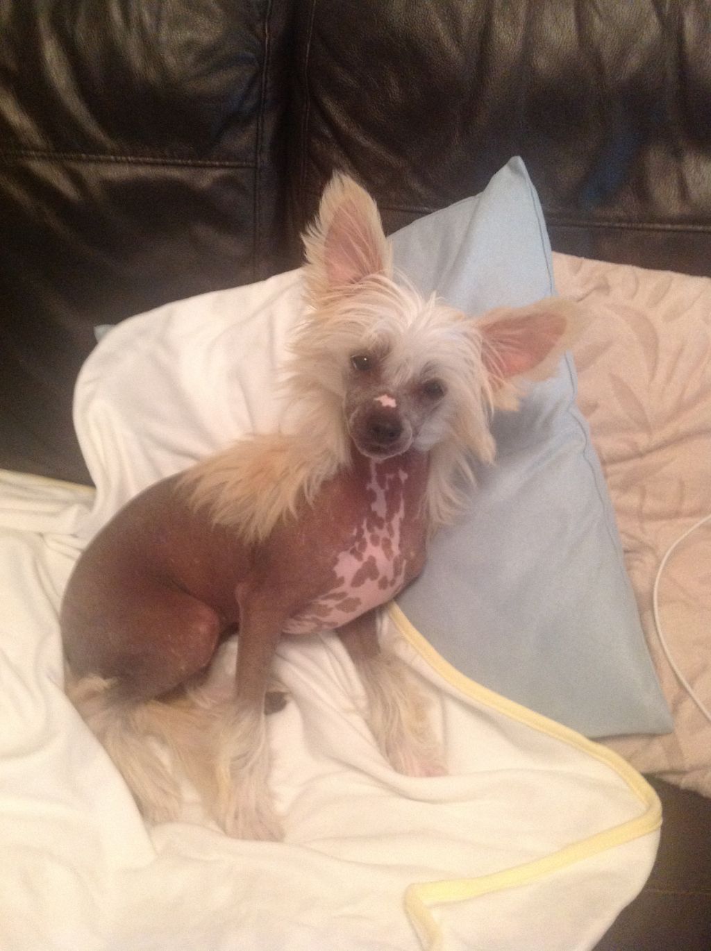 Tangomanija Beauty is Truth