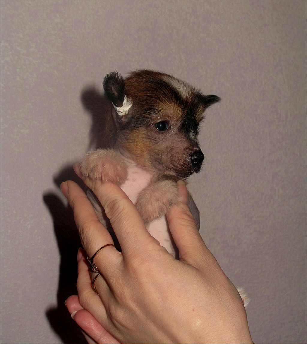 Karnelius Vinni Din Winchester