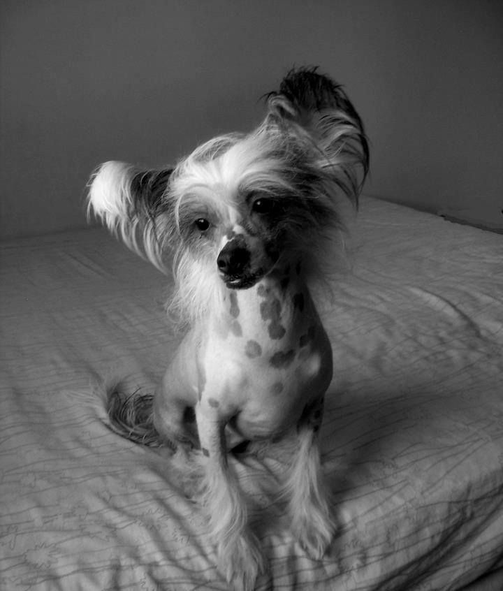 Amarritas Sara Crishouse