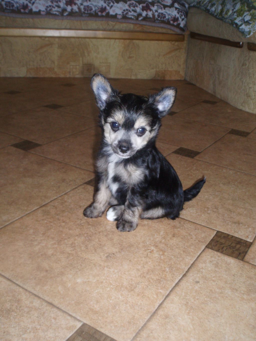 All Oliver