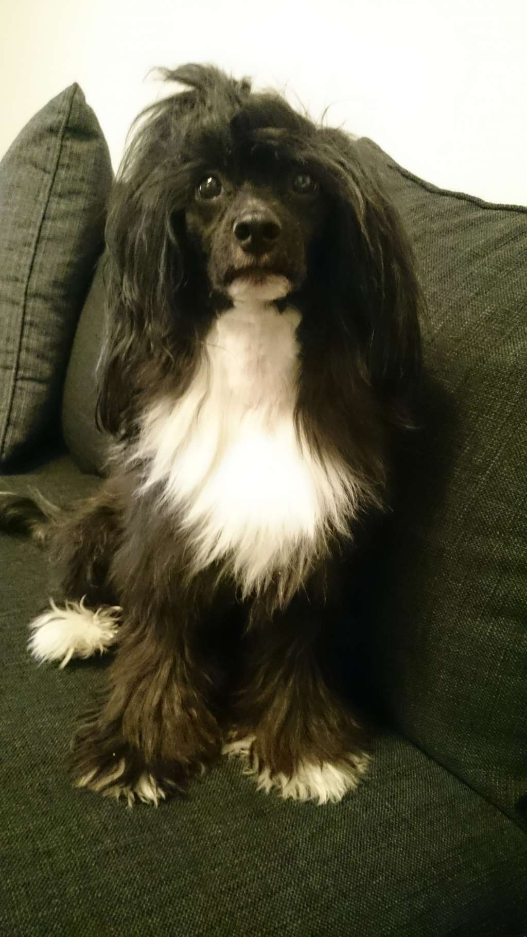 Selfcresteem's Decor Like Dolce