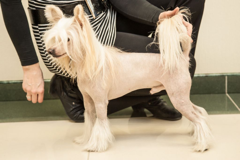 Fantazy Night Caes Naldo