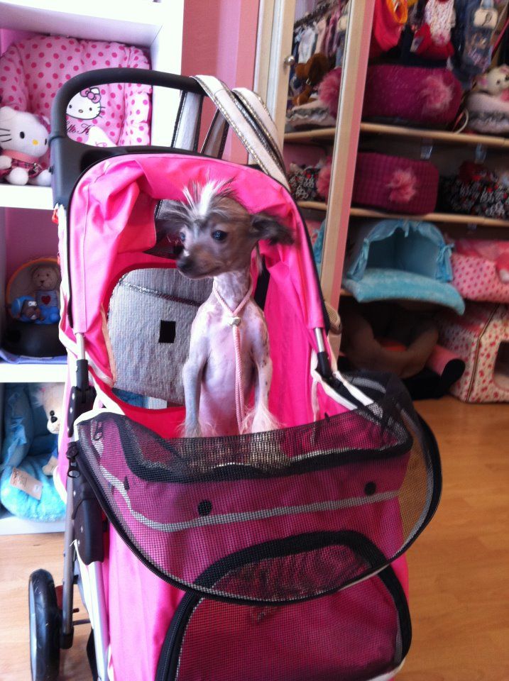 Merry Angel Tropical Dream