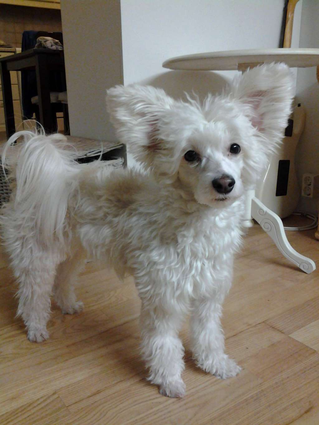 Stormblåstens Blizzard Beast