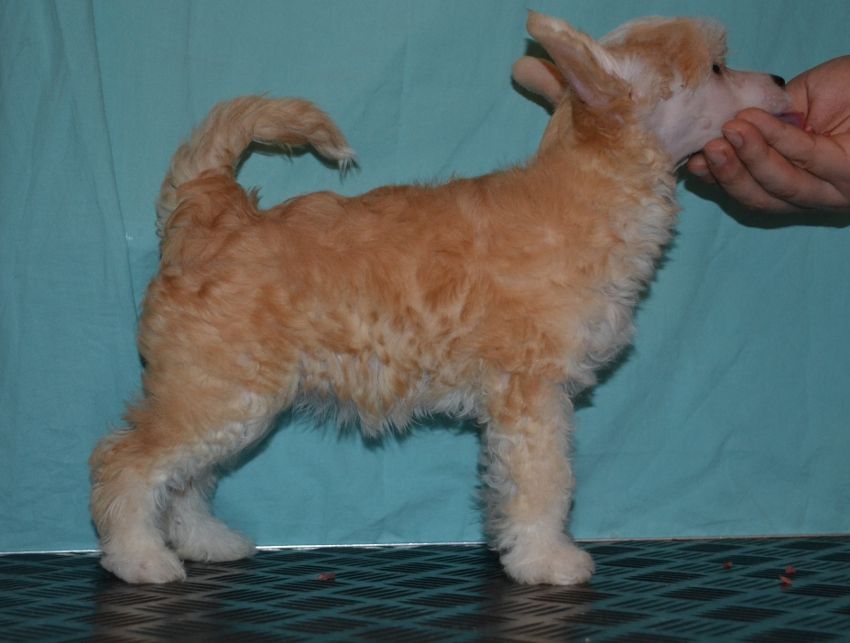 Stormblåstens Call Of The Wintermoon