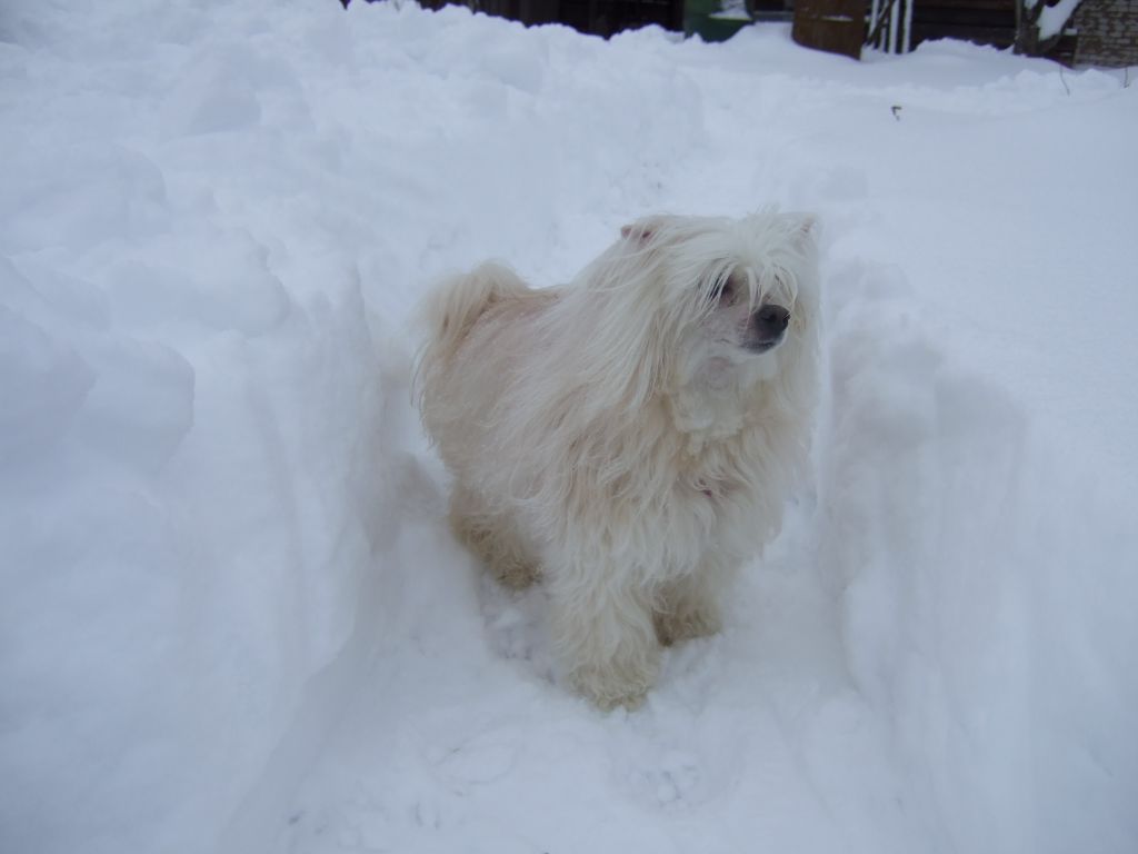 Nurael Elsy Sanshain