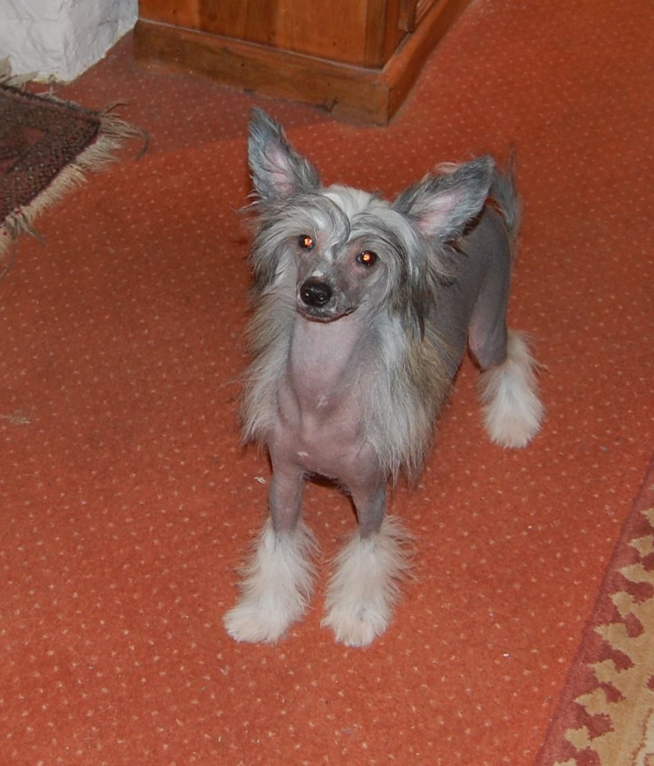 Zucci 's Forest Nymph